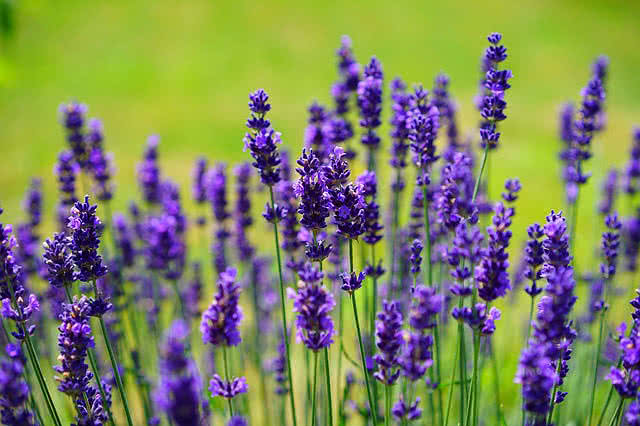 Top 15 Most Powerful Medicinal Plants - The Mysterious World