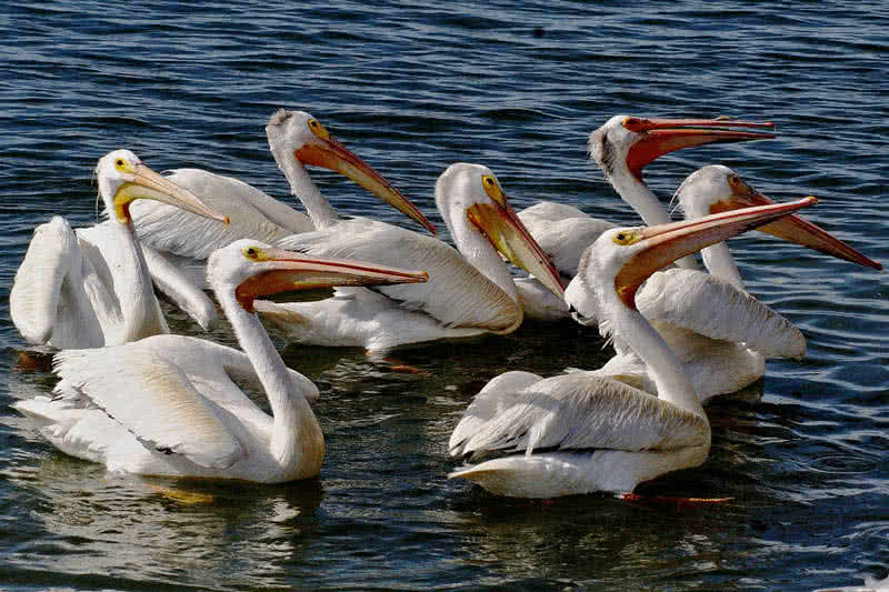 Top 10 Birds With Amazing Beaks - The Mysterious World