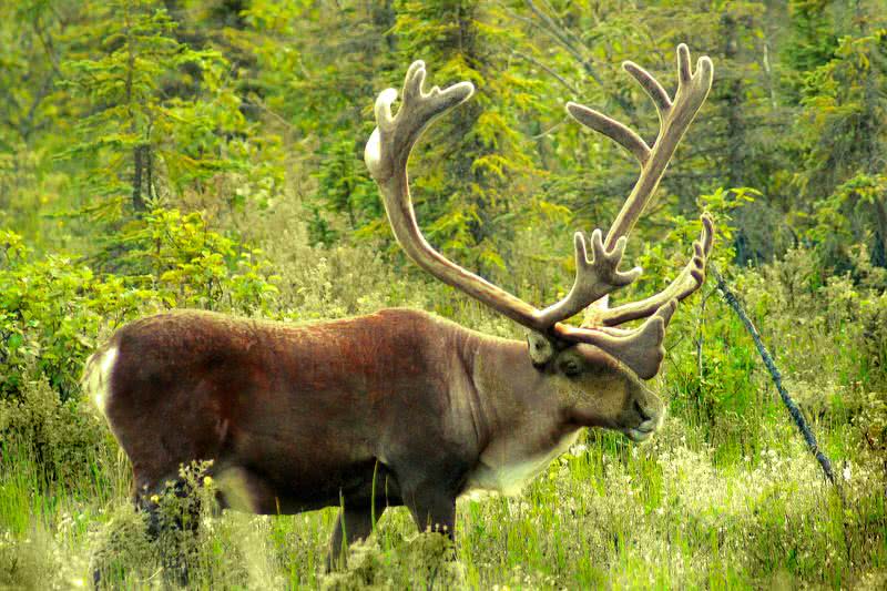 Caribou