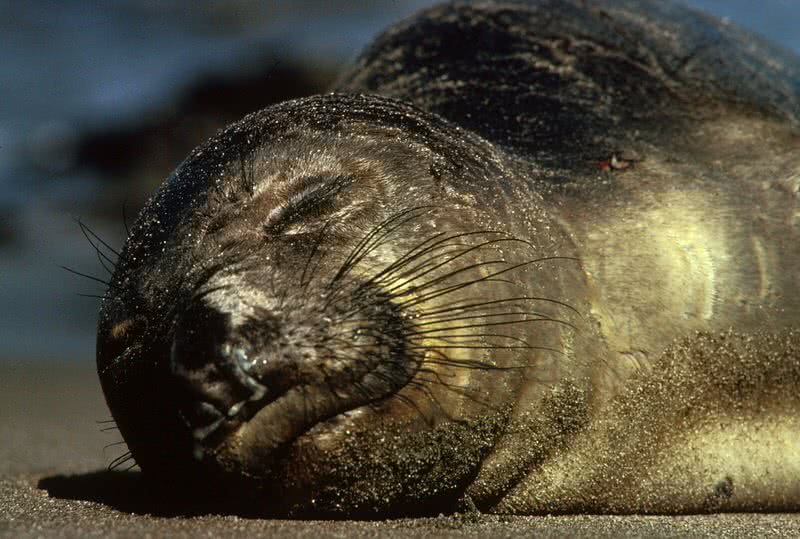 Northern Elephant seal