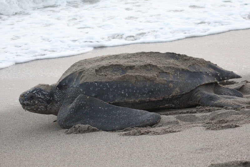 leatherback turtle