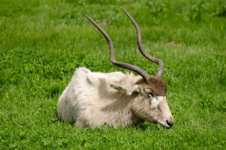 Top 10 Amazing Horns In The Animal Kingdom - The -3801