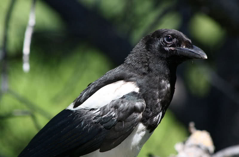 Top 10 Best Singing Birds In The World - The Mysterious World