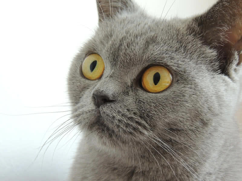 Top 10 Most Beautiful Cat Breeds In The World - The Mysterious World