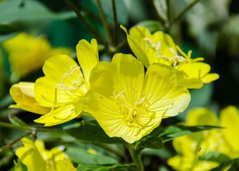 evening primrose