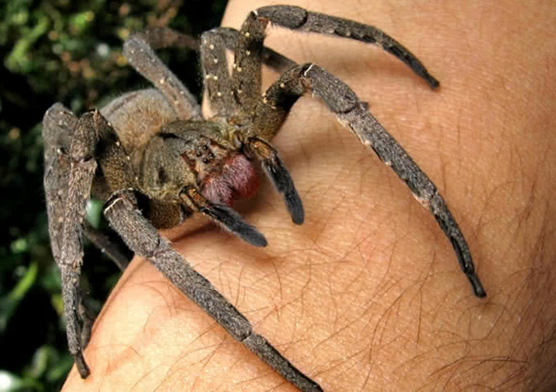 عنکبوت سرگردان برزیل