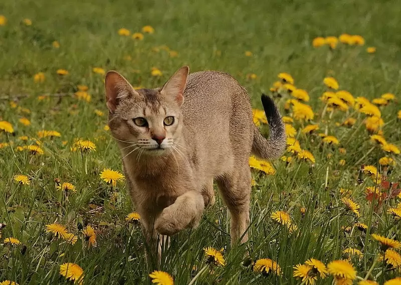 10 Kucing peliharaan Terbesar didunia