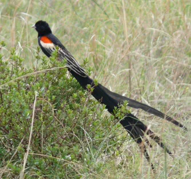 long-tailed-widowbird.jpg
